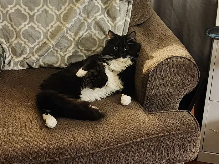 Draw Me Like One Of Your French...cats