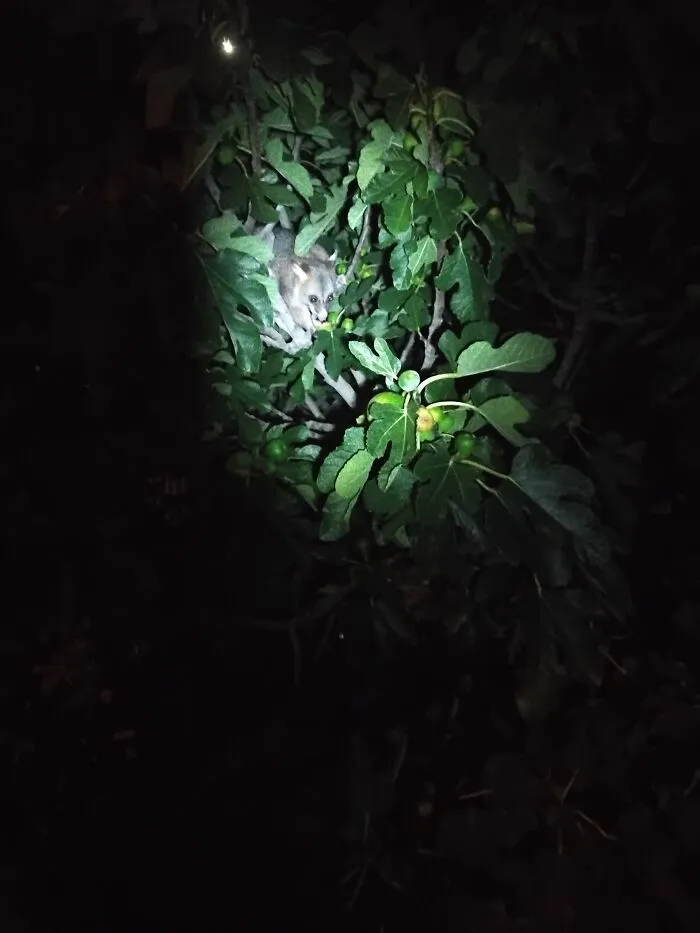 My Nightly Fig Thief, A Possum