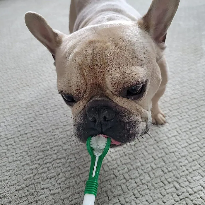Smile Bright: Vet's Best <span Style="Font:inherit;color:#d74b1f;"> Dog Toothbrush & Toothpaste Kit </Span> For Plaque-Free Teeth And Fresh Breath In Big Dogs