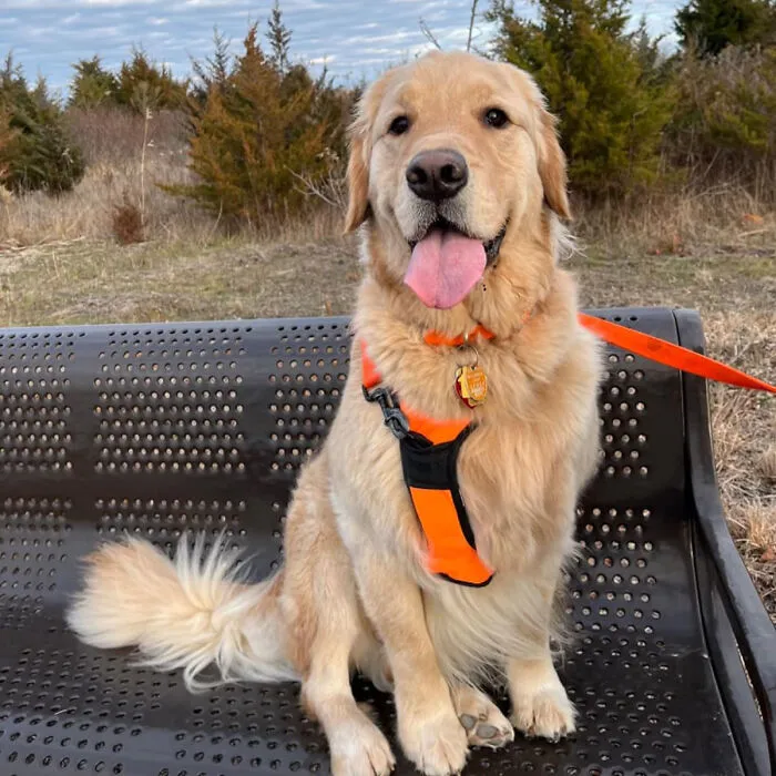 Stroll In Comfort: The <span Style="Font:inherit;color:#d74b1f;"> No-Pull Dog Harness </Span> - Perfect Control And Safety For Large Dogs On The Move