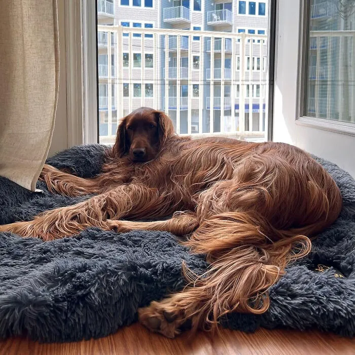Snuggle In Comfort: The Ultimate <span Style="Font:inherit;color:#d74b1f;"> Fluffy Dog Bed </Span> - Plush, Protective, And Easily Washable