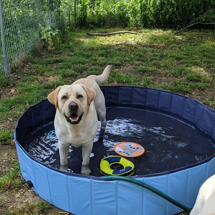 Splash And Play: This <span Style="Font:inherit;color:#d74b1f;"> Collapsible Dog Pool </Span> Is Perfect For Bath Time Or Pool Day Fun For Your Big Pooch!