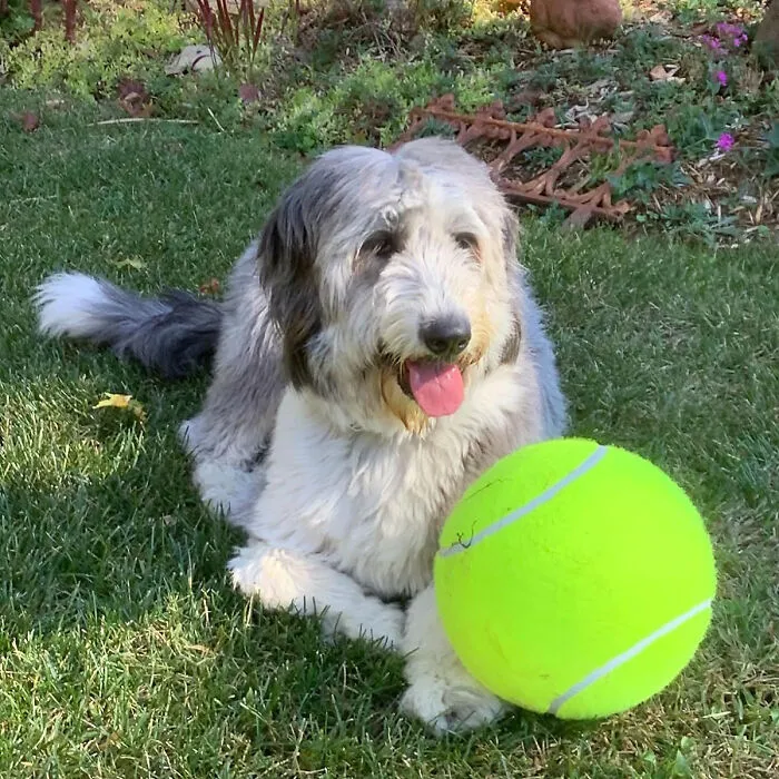Go Big Or Go Home: <span Style="Font:inherit;color:#d74b1f;"> Giant 9.5" Dog Tennis Ball </Span> - The Ultimate Playtime Gift For Your Large Dog