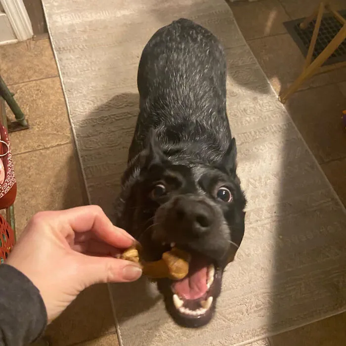 Wildly Tasty: <span Style="Font:inherit;color:#d74b1f;"> Bison-Flavored Healthy Edibles </Span> - The Long-Lasting Treat That Every Big Dog Craves