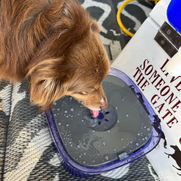 Sip, Don’t Splash: The <span Style="Font:inherit;color:#d74b1f;"> 70oz No-Spill Dog Water Bowl </Span> - A Must-Have For Your Messy Drinker