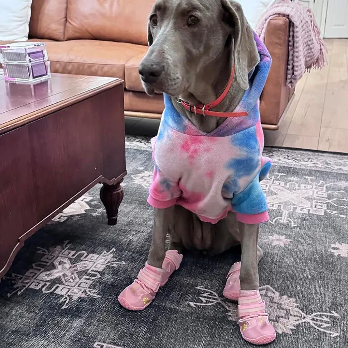 All-Season Paws: <span Style="Font:inherit;color:#d74b1f;">  Shoes For Large Dogs </Span> - From Snowy Trails To Hot Pavements, Keep Their Steps Secure!