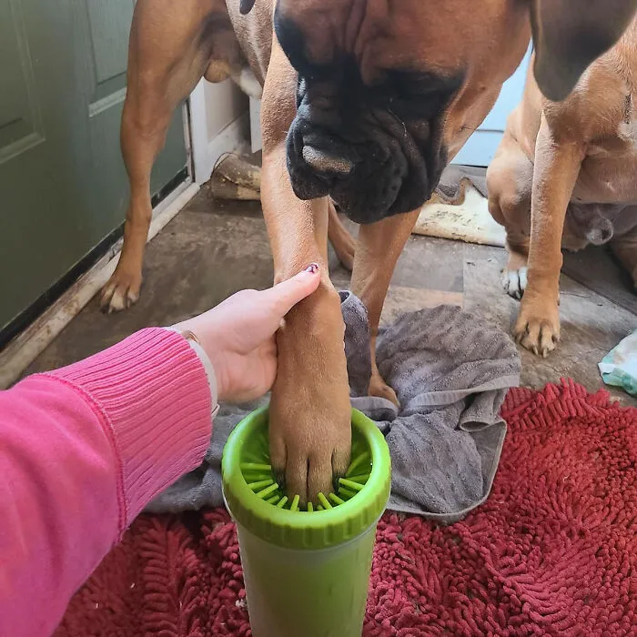 Say Goodbye To Dirty Paws With This <span Style="Font:inherit;color:#d74b1f;"> Portable Paw Cleaner </Span> - A Big Dog's Best Friend For Spotless Paws!