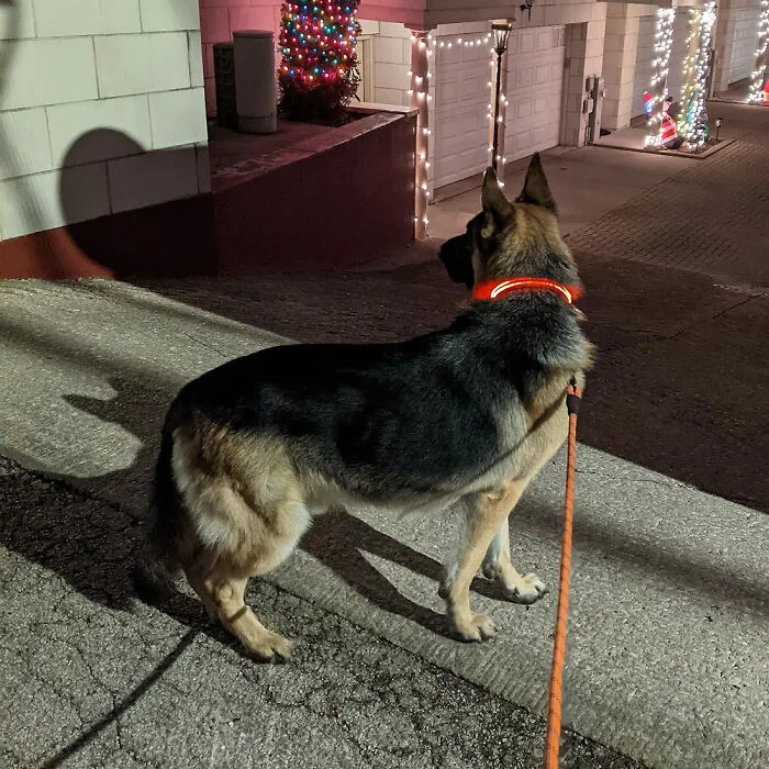 Light Up Your Night Walks: The Ultimate <span Style="Font:inherit;color:#d74b1f;"> LED Dog Collar </Span> For Safe & Stylish Evening Strolls With Your Big Buddy
