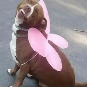 Thats A Dog