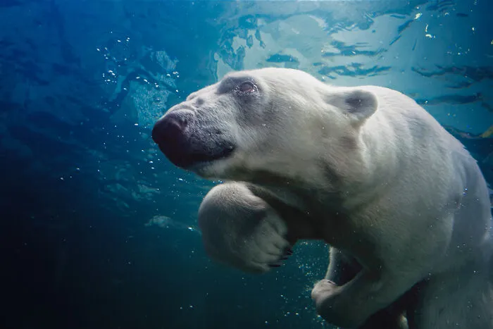 Swimming Underwater