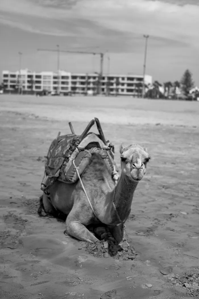 My 39 Photographs Of “Looky Looky” Men And Other Beach Scenes