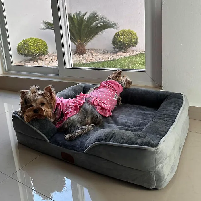 Give Your Furry Friend The Best Rest With Bedsure <span Style="Font:inherit;color:#d74b1f;"> Orthopedic Supportive Foam Dog Bed </Span>