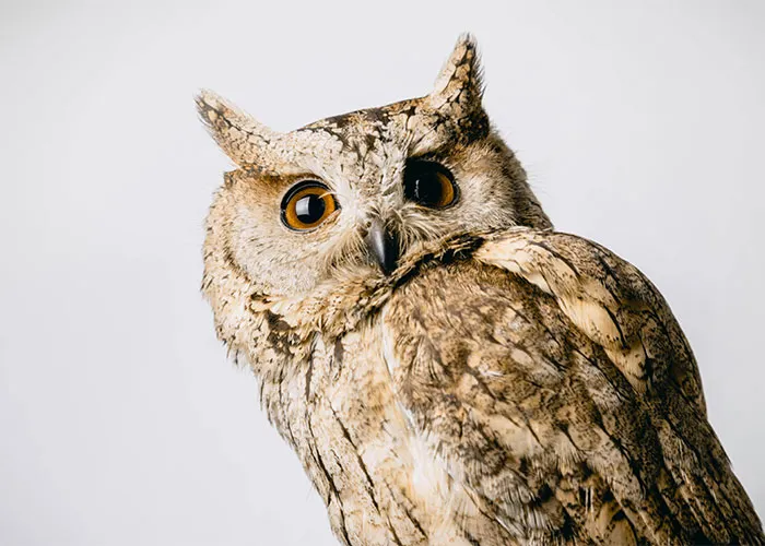 People Are Sharing Their Favorite Animal Facts That Never Cease To Amaze Them