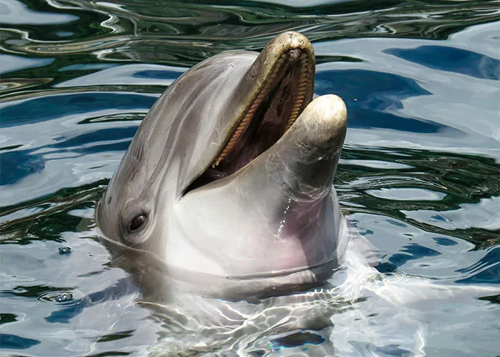 People Are Sharing Their Favorite Animal Facts That Never Cease To Amaze Them