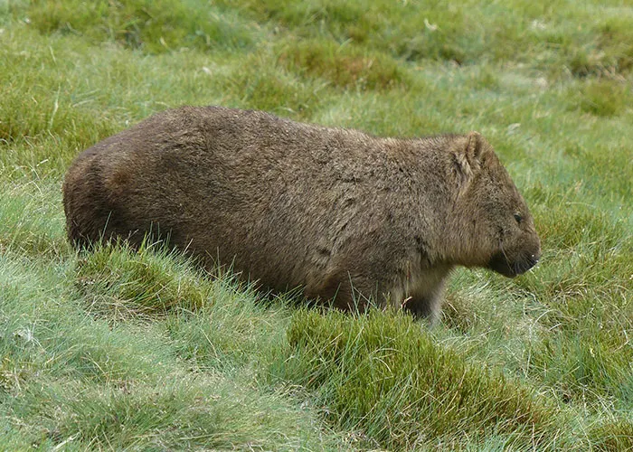 People Are Sharing Their Favorite Animal Facts That Never Cease To Amaze Them