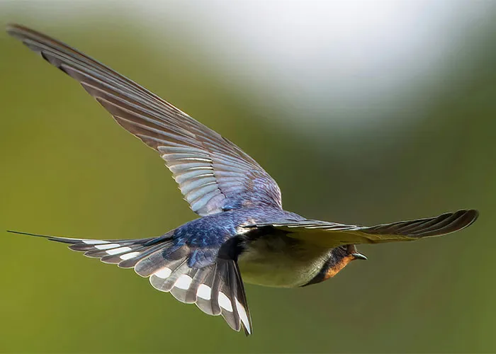 People Are Sharing Their Favorite Animal Facts That Never Cease To Amaze Them