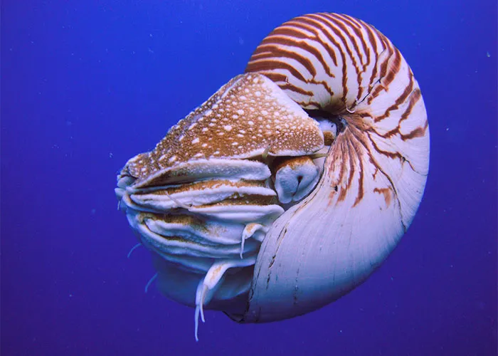 People Are Sharing Their Favorite Animal Facts That Never Cease To Amaze Them