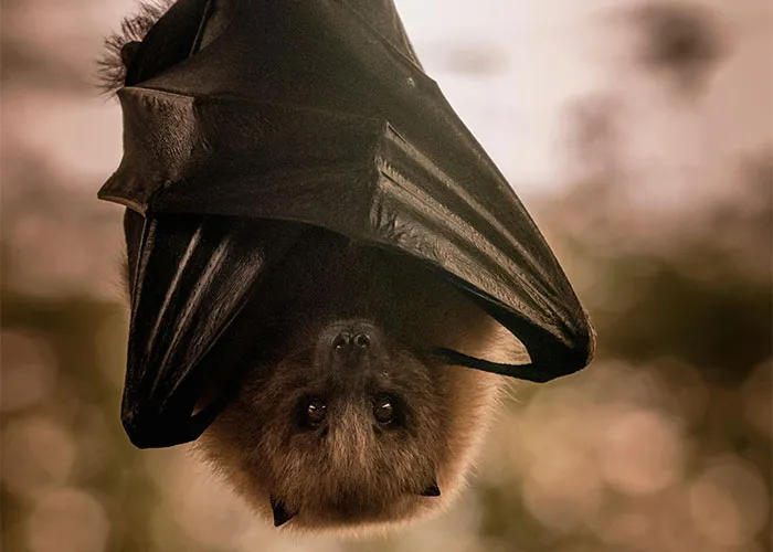 People Are Sharing Their Favorite Animal Facts That Never Cease To Amaze Them
