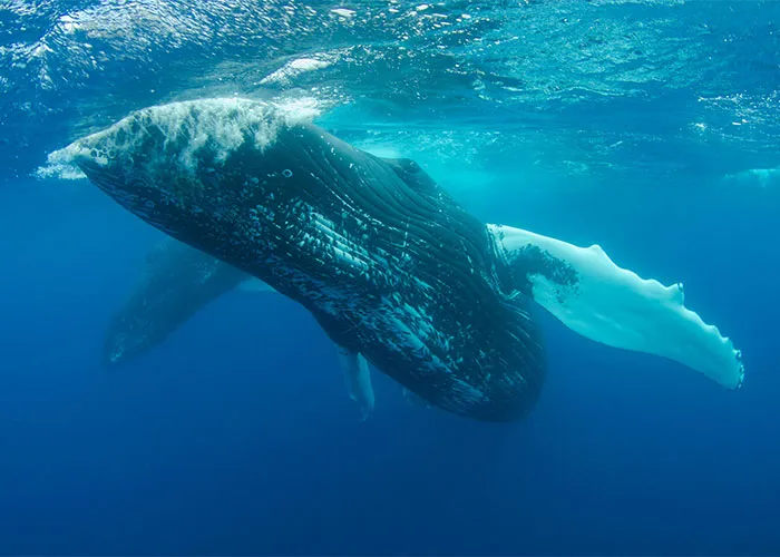People Are Sharing Their Favorite Animal Facts That Never Cease To Amaze Them