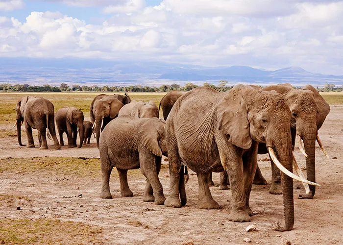 People Are Sharing Their Favorite Animal Facts That Never Cease To Amaze Them