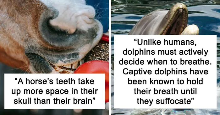 People Are Sharing Their Favorite Animal Facts That Never Cease To Amaze Them