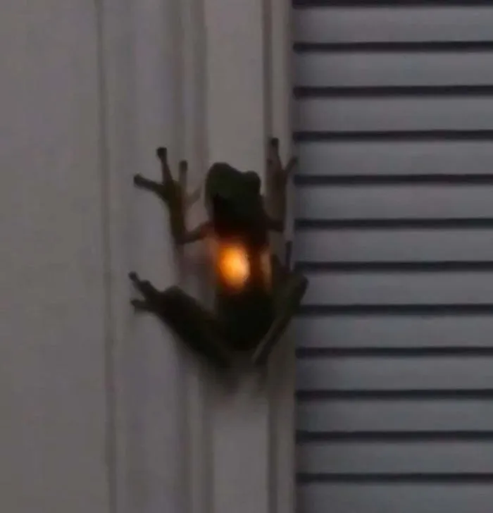 Lo que pasa cuando las ranas comen luciérnagas
