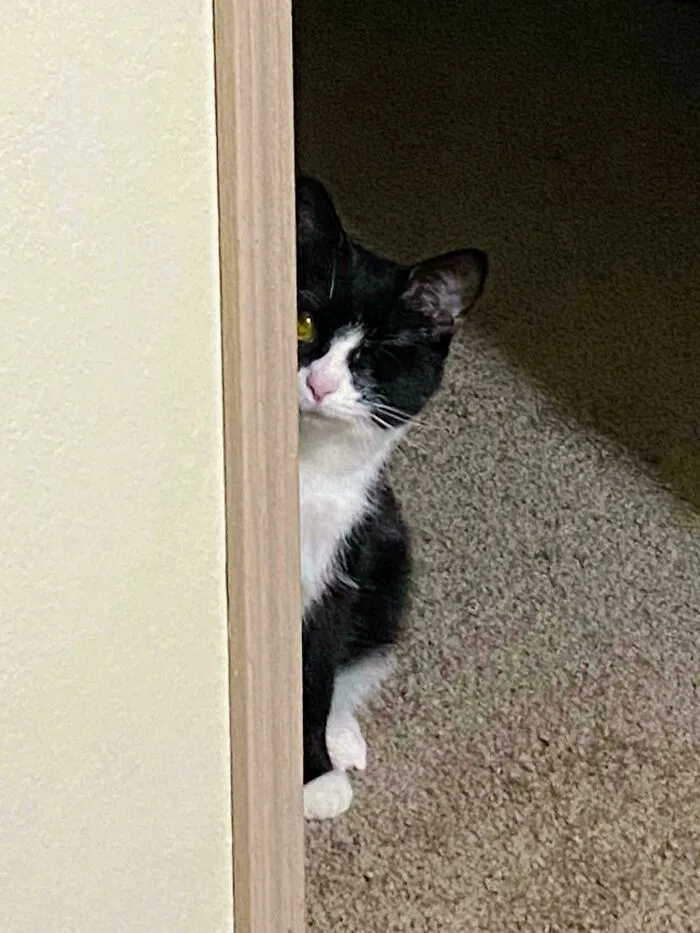Mi gato solo tiene un ojo, y así se asoma por las esquinas