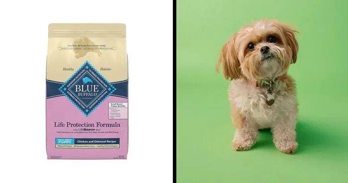 Best Dog Food For Small Dogs In 2024 