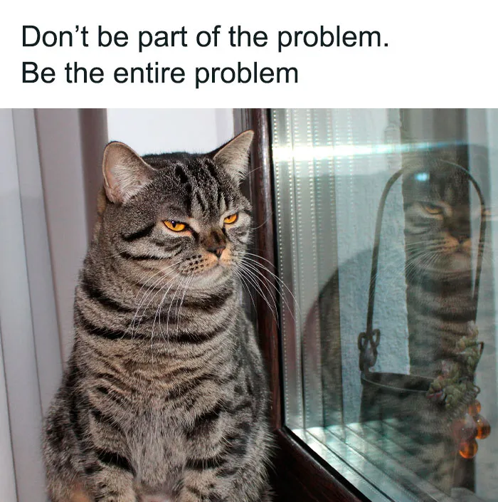 50 Of The Funniest And Most Relatable Cat Memes Shared By This IG Page