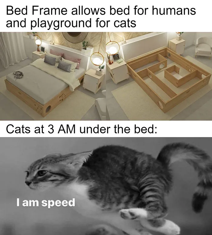 50 Of The Funniest And Most Relatable Cat Memes Shared By This IG Page
