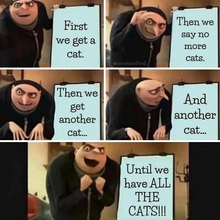 50 Of The Funniest And Most Relatable Cat Memes Shared By This IG Page