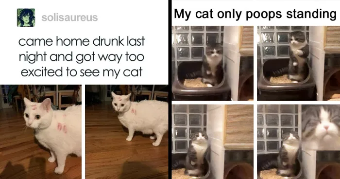 50 Of The Funniest And Most Relatable Cat Memes Shared By This IG Page