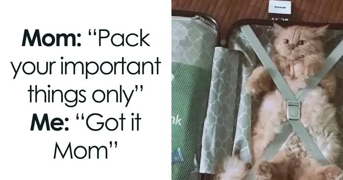 50 Of The Funniest And Most Relatable Cat Memes Shared By This IG Page