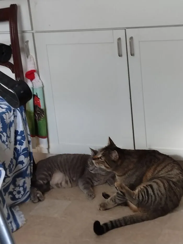 Bouche And Audi, The Most Famous Cats On Bp