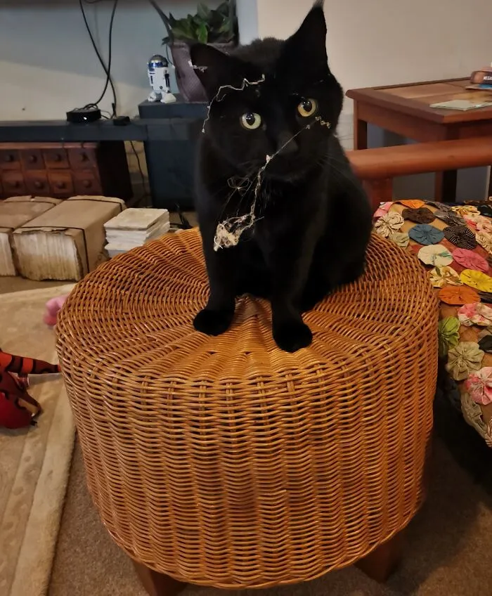 This Is Nicky. He Likes To Clean Under The Bed