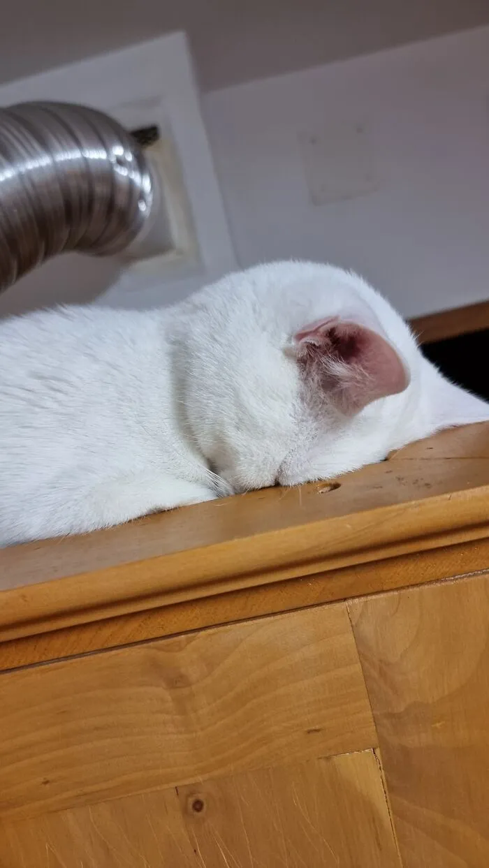 Apollo Is Sleeping