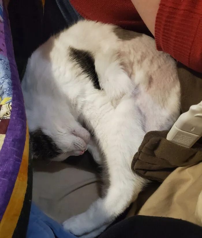 Gloriana In Shrimp Mode