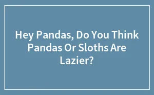 Hey Pandas, Do You Think Pandas Or Sloths Are Lazier?