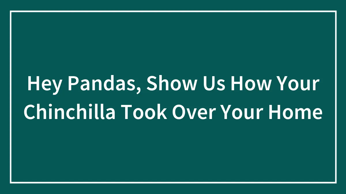 Hey Pandas, Show Us How Your Chinchilla Took Over Your Home