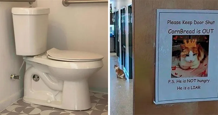 50 Hilarious Feline Memes From The Wholesome Cat Community “CatCon Worldwide” (New Pics)