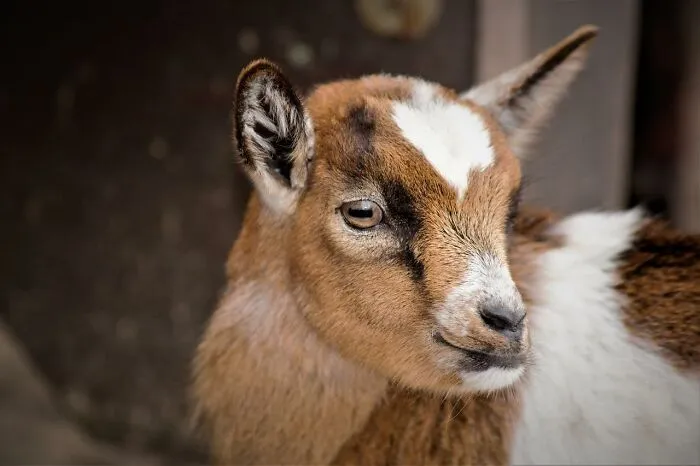 “The Carpet Was Just Like Squish Squish Squish”: 30 Wild Things Workers Saw In Clients’ Homes