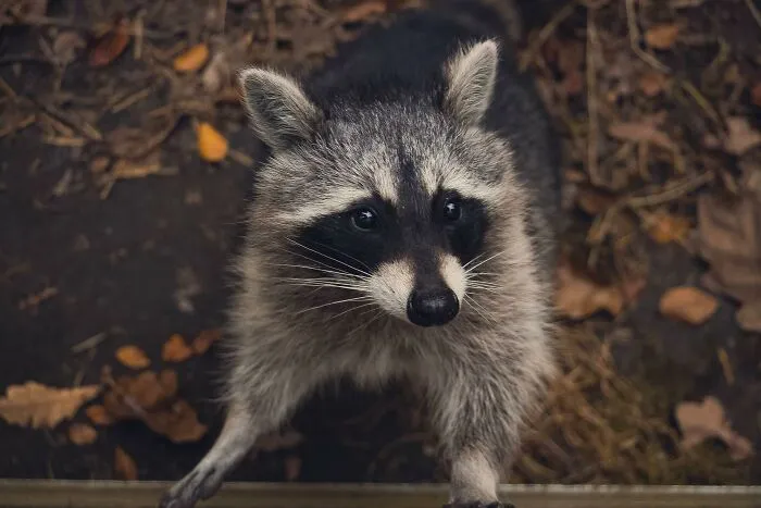 “The Carpet Was Just Like Squish Squish Squish”: 30 Wild Things Workers Saw In Clients’ Homes