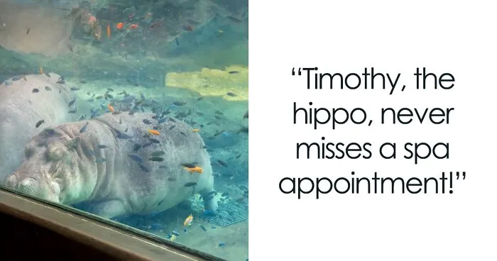 Sleepy, Cute And So Satisfying To Watch: Hippos Enjoying Underwater Spa