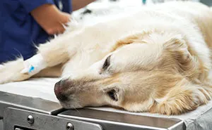 “AITA For Euthanizing My Daughter’s Emotional Support Animal For Her Own Sake?”