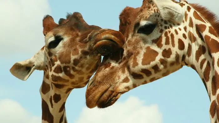 Someone Asks Zookeepers "What Are Zoo Secrets That People Wouldn’t Believe?", Gets 21 Replies