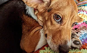 Meet Dora, The Beagle Who Was Rescued From A Lab And Was Given A Chance At A New Life