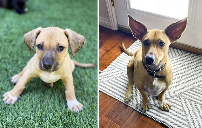 Our Foster Atlas At 8 Weeks And 1 Year