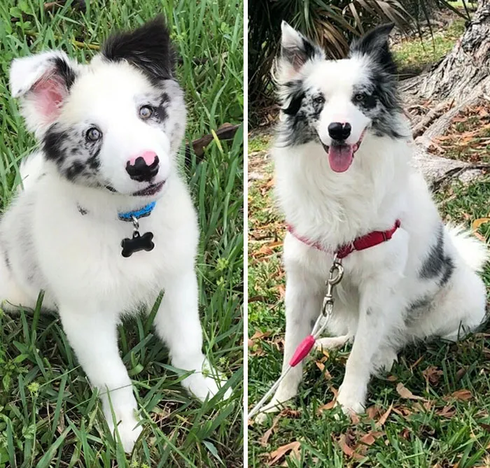 My Best Friend Koda, All Grown Up Now