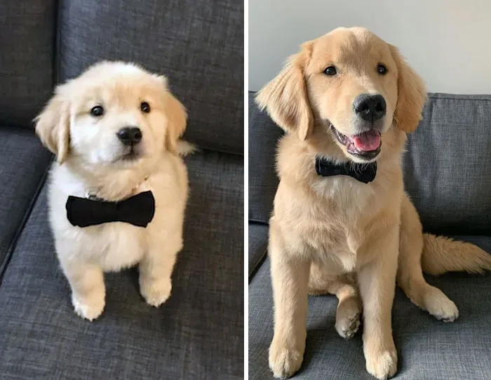 Handsome Boy Grew