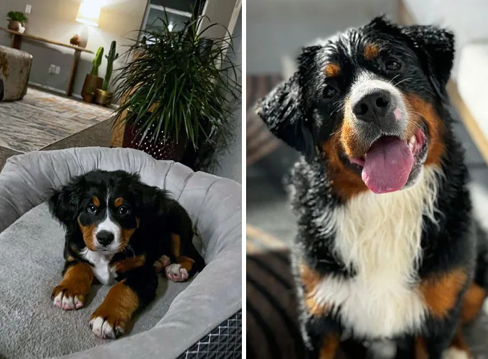 He Got A Way To Go Till He Grows Into Those Paws